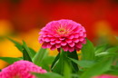 Common zinnia